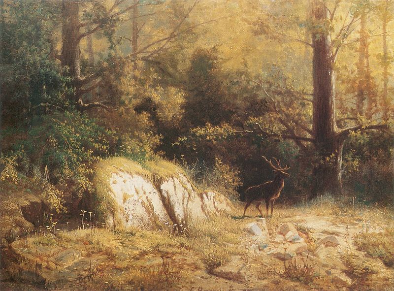 Forest landscape with a deer